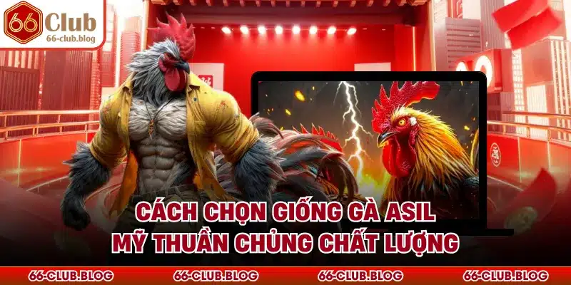 Cách chọn giống gà Asil Mỹ thuần chủng chất lượng