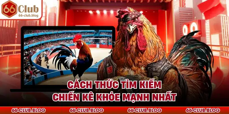 Cách thức tìm kiếm chiến kê khỏe mạnh nhất