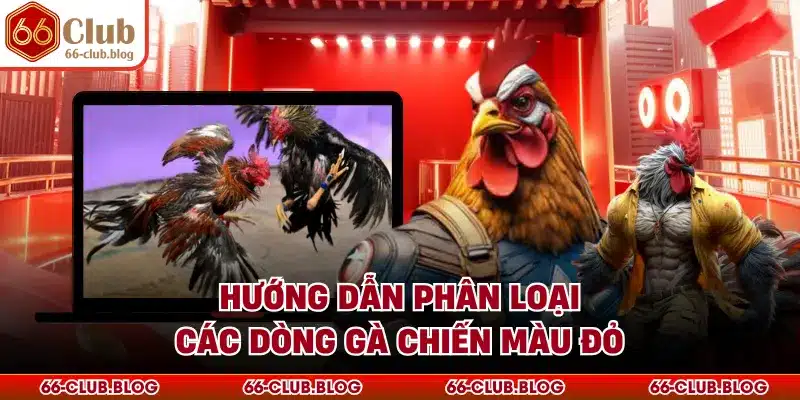 Hướng dẫn phân loại các dòng gà chiến màu đỏ