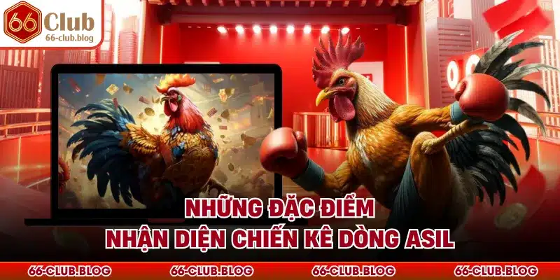 Những đặc điểm nhận diện chiến kê dòng Asil