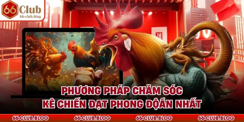 Phương pháp chăm sóc kê chiến đạt phong độ