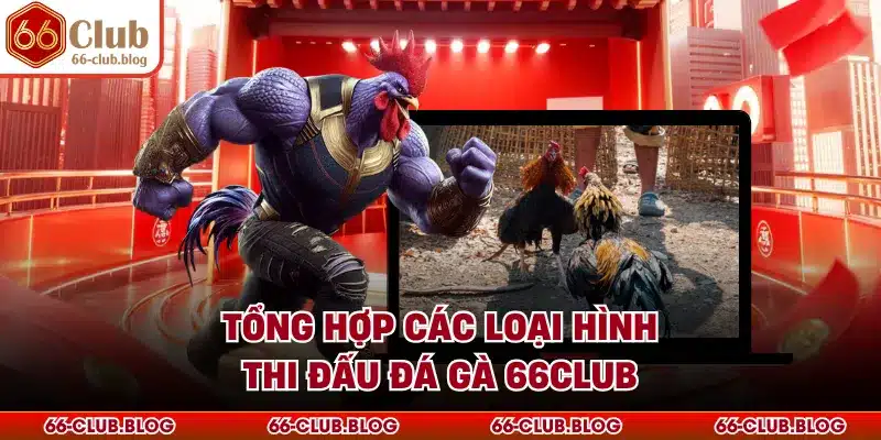 Tổng hợp các loại hình thi đấu đá gà 66Club