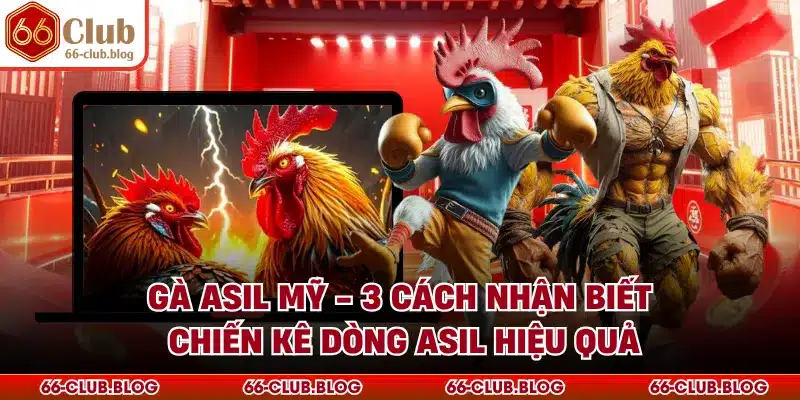 Gà Asil Mỹ - 3 Cách Nhận Biết Chiến Kê Dòng Asil Hiệu Quả