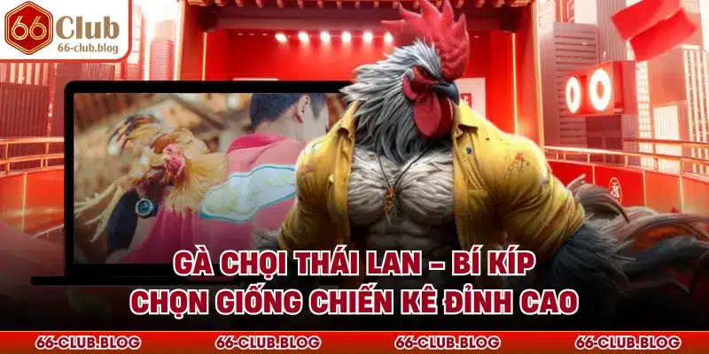Gà Chọi Thái Lan - Bí Kíp Chọn Giống Chiến Kê Đỉnh Cao