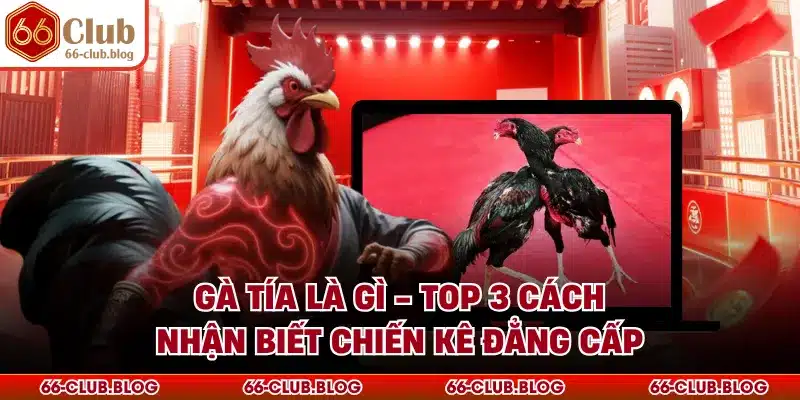 Gà Tía Là Gì - Top 3 Cách Nhận Biết Chiến Kê Đẳng Cấp